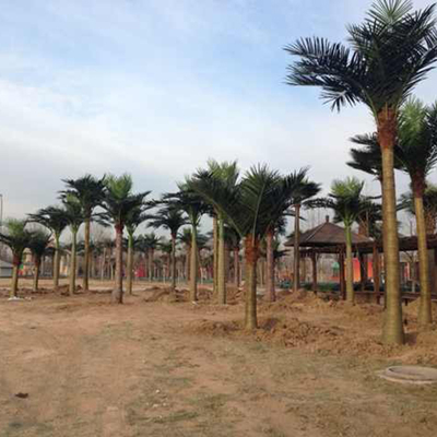 北京潤(rùn)正莊園室外仿真椰子樹(shù)