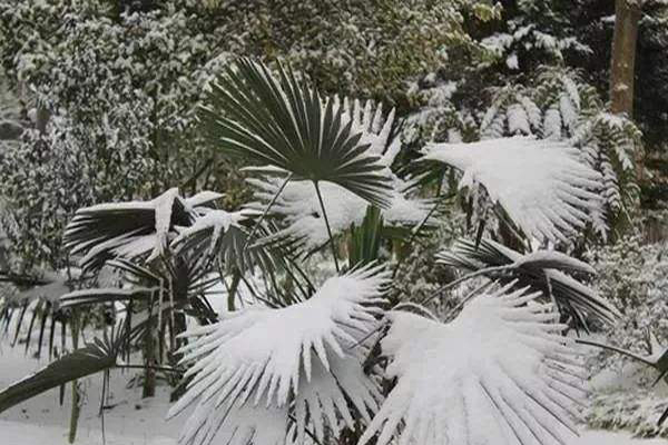 仿真棕櫚樹抗風(fēng)雪