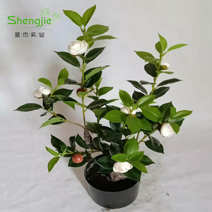 膠片茶花樹(shù),仿真綠植