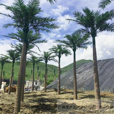 室外仿真大王椰子樹(shù)