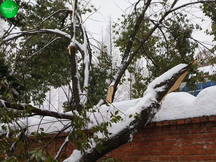 大雪折斷真樹