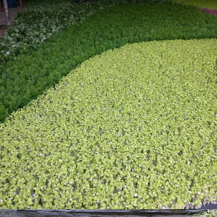 仿真植物墻展示