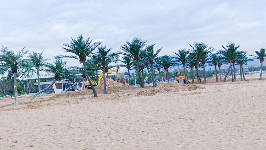 宁波梅山湾沙滩公园椰子树造景02.jpg