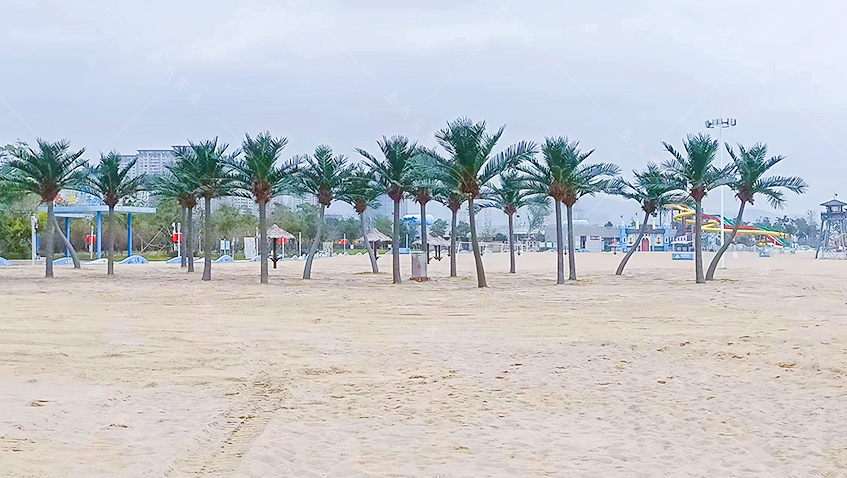 宁波梅山湾沙滩公园椰子树造景01.jpg