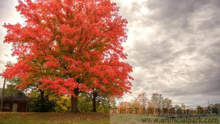 孤植紅楓.jpg