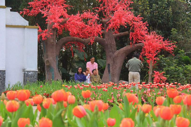 寶趣玫瑰園仿真紅榕樹(shù)