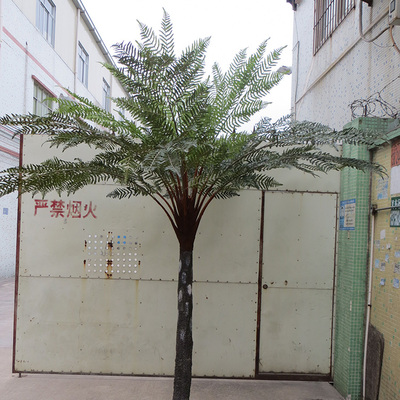 杆高190CM12叶桫椤树