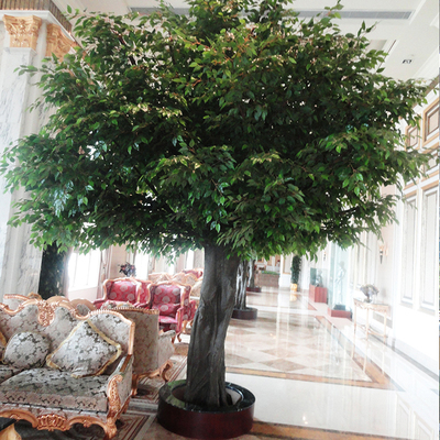 武漢世貿(mào)榕樹