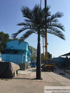 新款大王椰子樹