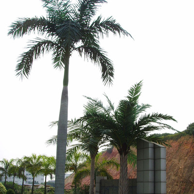 潤(rùn)正莊園仿真大王椰子