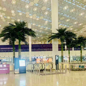 深圳宝安机场大王椰子树