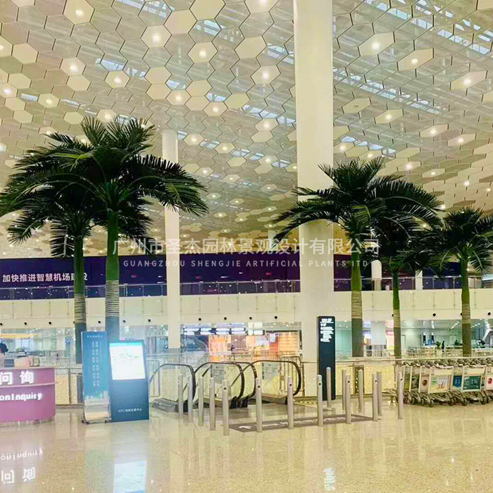 深圳寶安機場大王椰子樹